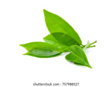 Green Tea Leaf Isolated On White Background