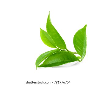 Green tea leaf isolated on white background - Shutterstock ID 791976754