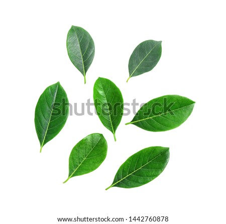 Green tea leaf isolated on white background
