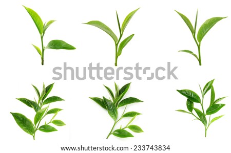 Image, Stock Photo Branches with young leaves of beech tree against blue sky with clouds