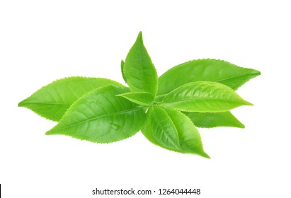 Green Tea Leaf On White Background