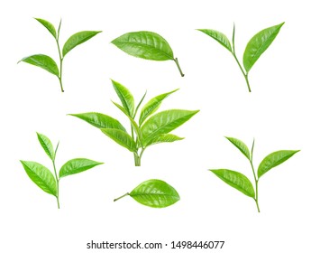 Green Tea Leaf On White Background