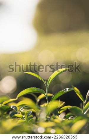 Green tea leaf plantation organic farm in morning, blurred background. Fresh green tea leaves. Green tea plantations in morning sunrise. Freshness organic tea garden for wallpaper background.