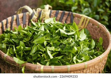 A lot of green tea leaves arranged in a bamboo basket. For product promotions extracted from green tea leaves