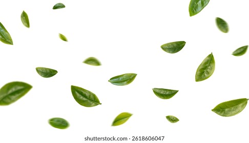 Green tea leaves collection isolated on white background.