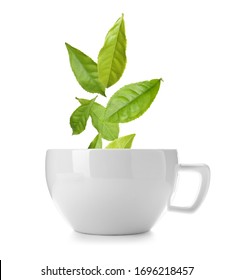 Green Tea Leaves Falling Into Cup On White Background