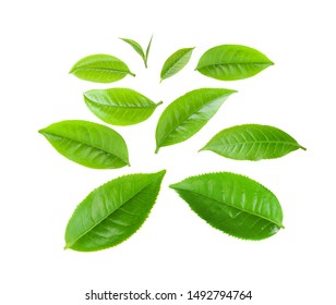 green tea leaves isolated on white background  - Shutterstock ID 1492794764