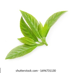 Green Tea With Leaves Isolated On White Background