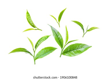 Green Tea Leaves  Isolated On White Background