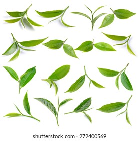 Green Tea Leaves Isolated On White Background