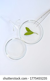 Green Tea Leaves In A Petri Dish With A Clip, Projection From Above