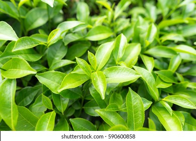 Green tea leaves in a tea plantation in morning - Shutterstock ID 590600858