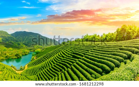 Green tea mountain at sunset,tea plantation background.