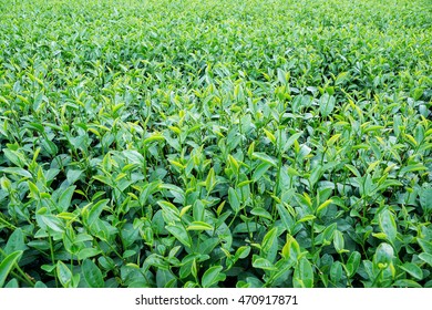 green tea plantation at Chiang Rai, Thailand. - Shutterstock ID 470917871
