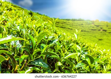 Green Tea Plantation Field With Bud And Fresh Leaves. Black Tea Fields In Nuwara Eliya, Sri Lanka