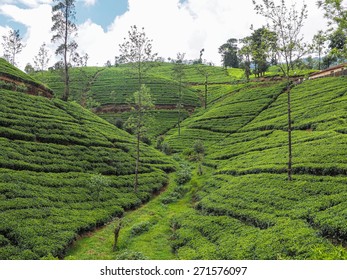 Green tea plantation field, Sri Lanka