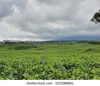 A Green Tea Plantation In The Kabawetan Area, Kepahiang, South Sumatra. High Rainfall And Humid Air Make This Area One Of The Leading Destinations In Bumei Sehasen.