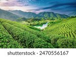 Green tea plantation and lake scenery in spring