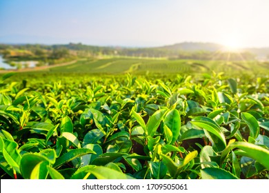 Agriculture Biologique Images Stock Photos Vectors Shutterstock