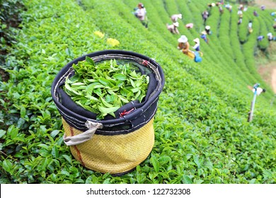 Green Tea Plantation Landscape In Thailand