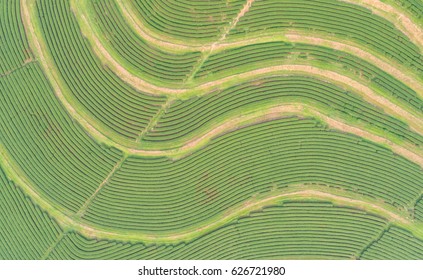 Green Tea Plantation In North Of Thailand. Aerial View From Flying Drone.