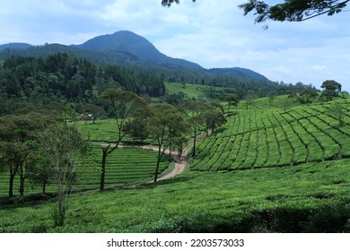 Green Tea Plantation Ready Harvest Kebun Stock Photo 2203573033 ...