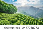 Green tea plantation scenery on the mountain