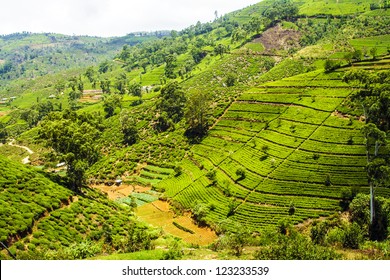 Green Tea Plantation In Sri Lanka