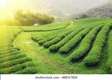 green tea plantation with sun light in warm tone