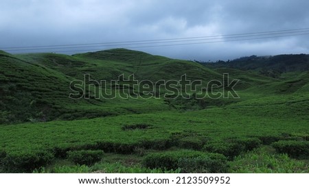 Green tea plantation view in the Ciwidey area