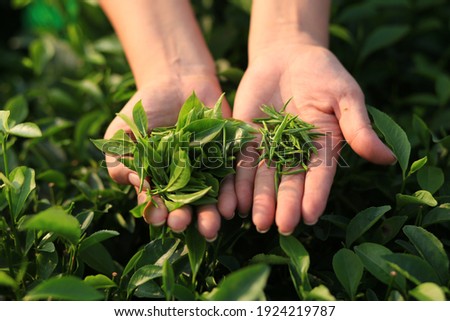 (Green tea production process) Havesting fresh buds at green tea hill in Thai Nguyen