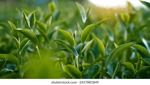 Green tea tree fresh leaves in eco herbal farm. Tree tea plantations in morning sun light. Freshness herbal natural garden farmland. Drinking organic relax heath plant. Green tea tree in farm - Powered by Shutterstock