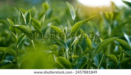 Green tea tree fresh leaves in eco herbal farm. Tree tea plantations in morning sun light. Freshness herbal natural garden farmland. Drinking organic relax heath plant. Green tea tree in farm