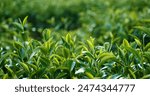 Green tea tree leaves field young tender bud herbal Green tea tree in camellia sinensis organic farm. Close up Fresh Tree tea plantations mountain green nature in herbal farm plant background morning