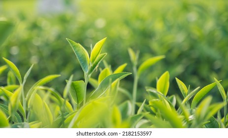 Green tea tree leaves field young tender bud herbal Green tea tree in camellia sinensis organic farm. Close up Fresh Tree tea plantations mountain green nature in herbal farm plant background morning - Shutterstock ID 2182153597