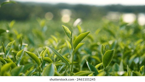 Green tea tree leaves field young tender bud herbal Green tea tree in camellia sinensis organic farm. Close up Fresh Tree tea plantations mountain green nature in herbal farm plant background morning - Powered by Shutterstock