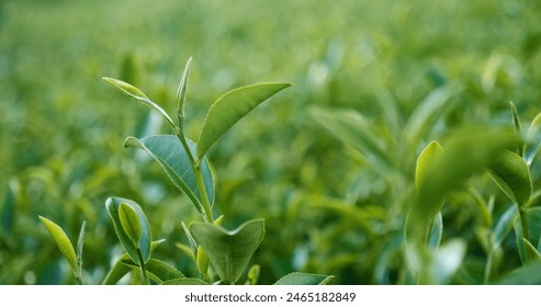 Green tea tree leaves field young tender bud herbal Green tea tree in camellia sinensis organic farm. Close up Fresh Tree tea plantations mountain green nature in herbal farm plant background morning - Powered by Shutterstock