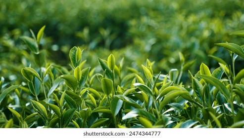 Green tea tree leaves field young tender bud herbal Green tea tree in camellia sinensis organic farm. Close up Fresh Tree tea plantations mountain green nature in herbal farm plant background morning - Powered by Shutterstock