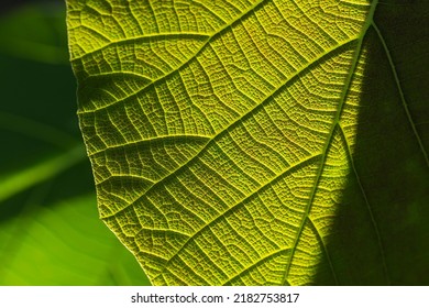 Green teak (Tectona grandis) green leaves. - Shutterstock ID 2182753817