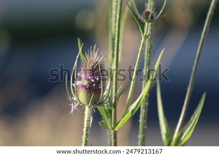 Similar – Image, Stock Photo The lone clover blossom in front of gloomy storm clouds