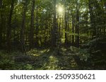 Green temperate wild forest in summer in sunlight, green grass and trees as illustration of love to nature and calmness and relaxation, quiet place, walking outdoors