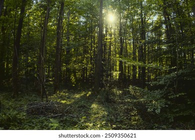 Green temperate wild forest in summer in sunlight, green grass and trees as illustration of love to nature and calmness and relaxation, quiet place, walking outdoors - Powered by Shutterstock