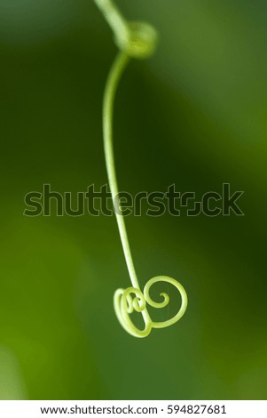 Image, Stock Photo Heart of a grain in a barley field