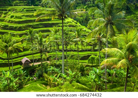Green terrace rice fields in Ubud, Bali, Indonesia.