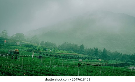 Green terraced farm in a tropical highland covered in thick fog. Misty mountain view with rural farming scene and fresh, natural atmosphere.