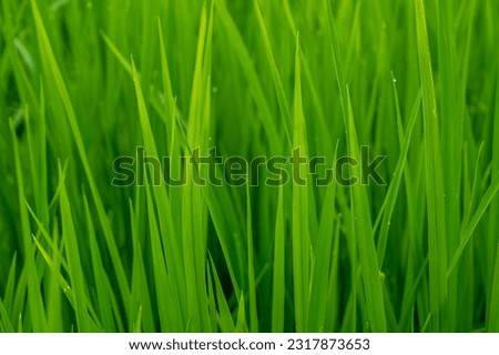 Green Terranced Rice Field, Green Paddy field After tha Rain.