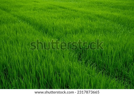 Green Terranced Rice Field, Green Paddy field After tha Rain.