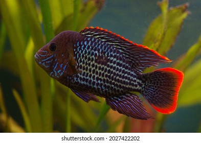 293 Green terror cichlid Images, Stock Photos & Vectors | Shutterstock