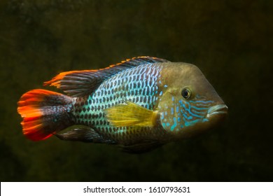 Green Terror, Andinoacara Rivulatus, Male In Bright Breeding Colors, Popular Domestic Ornamental Cichlidae Fish, Favourite Species Among Aquarists In Nature Aquarium With No Plants