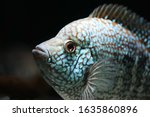 Green Texas Cichlid (Herichthys carpintis) 